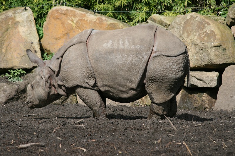 Fotoclubje Blijdorp 2008-44.jpg